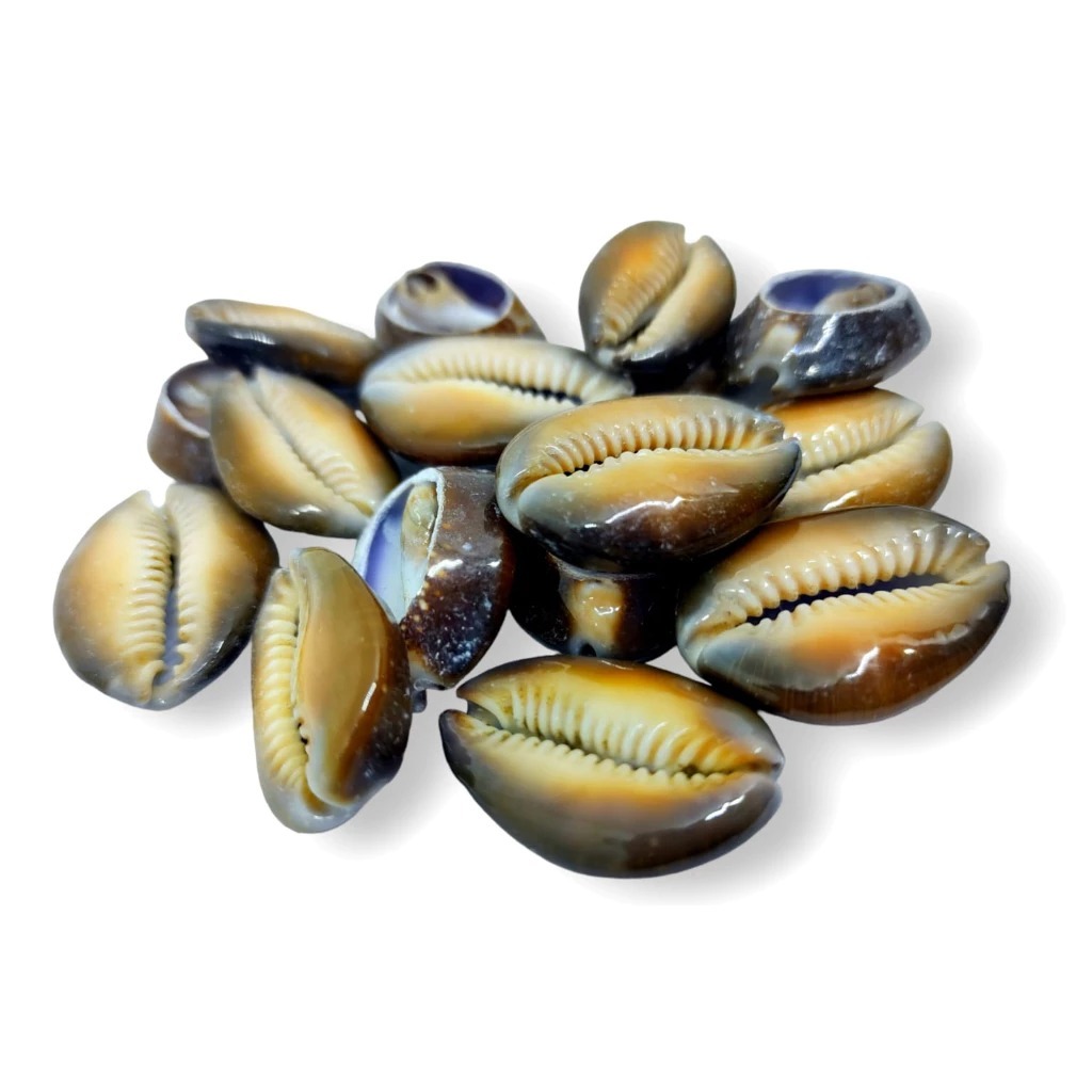 Buzios Abertos e Fechados: Onde Comprar | BuscaProdutos