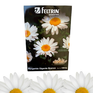 Até 300 Sementes de Margaridas Gigante Branca - Feltrin em Oferta na Shopee