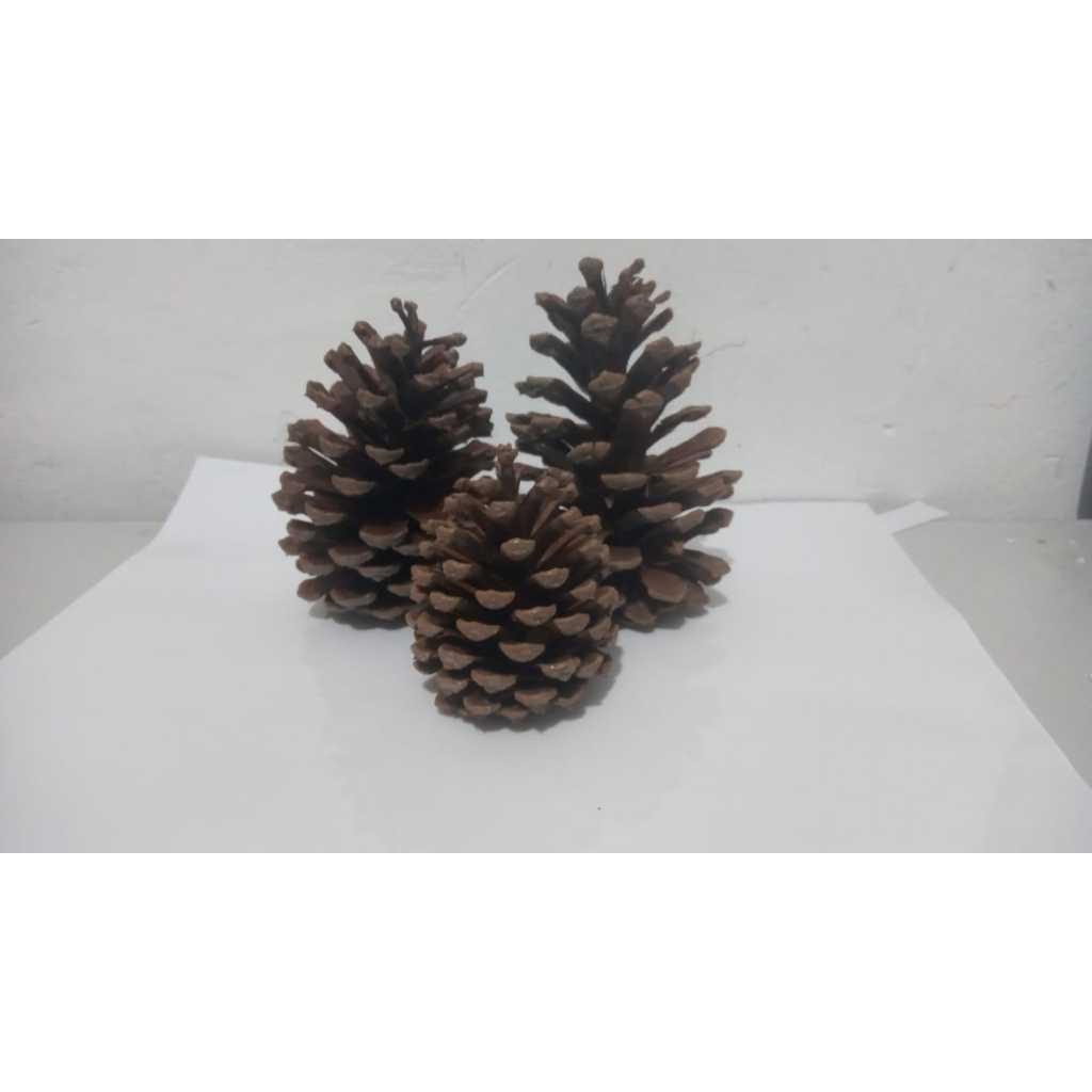 12 Pinhas naturais natal