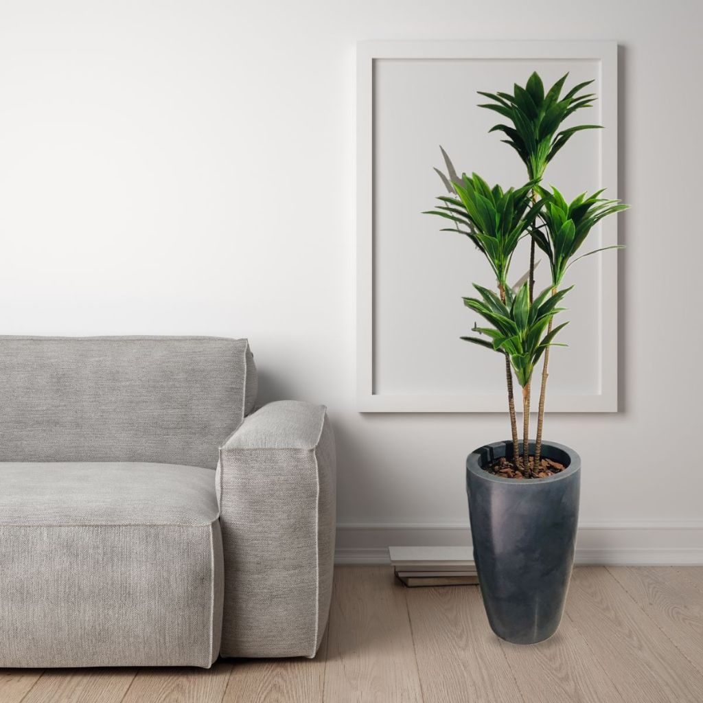 Planta Dracena Artificial Variegata Vaso Grande Decoração