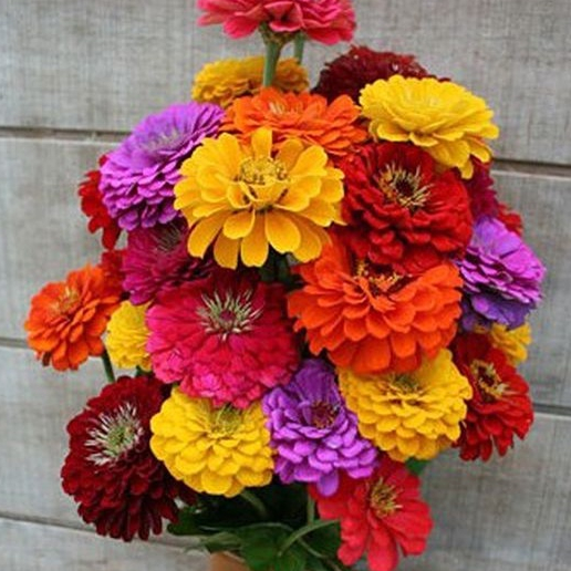 Sementes Zinia Dobrada Dahliaflora Sortida