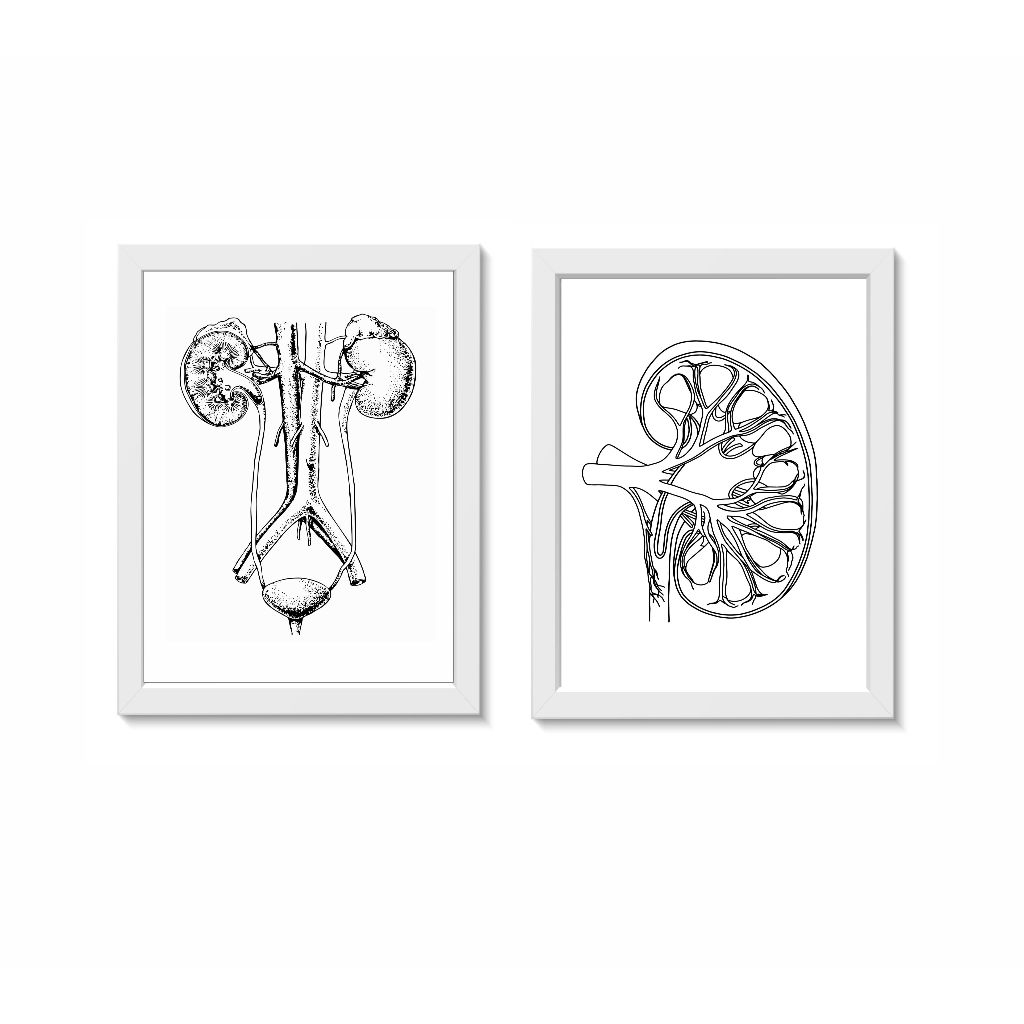 Kit 2 Quadros Decorativos Sistema Urinário Nefrologia Urologia Medicina Consultório Clínica Molduras 30x40cm Madeira