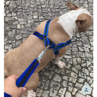 Peitoral de cachorro grande médio ou pequeno porte coleira guia Boxer Labrador Akita past…