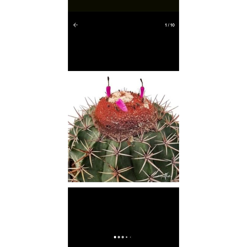 20 sementes de cacto coroa de frade melocactus zhntneri