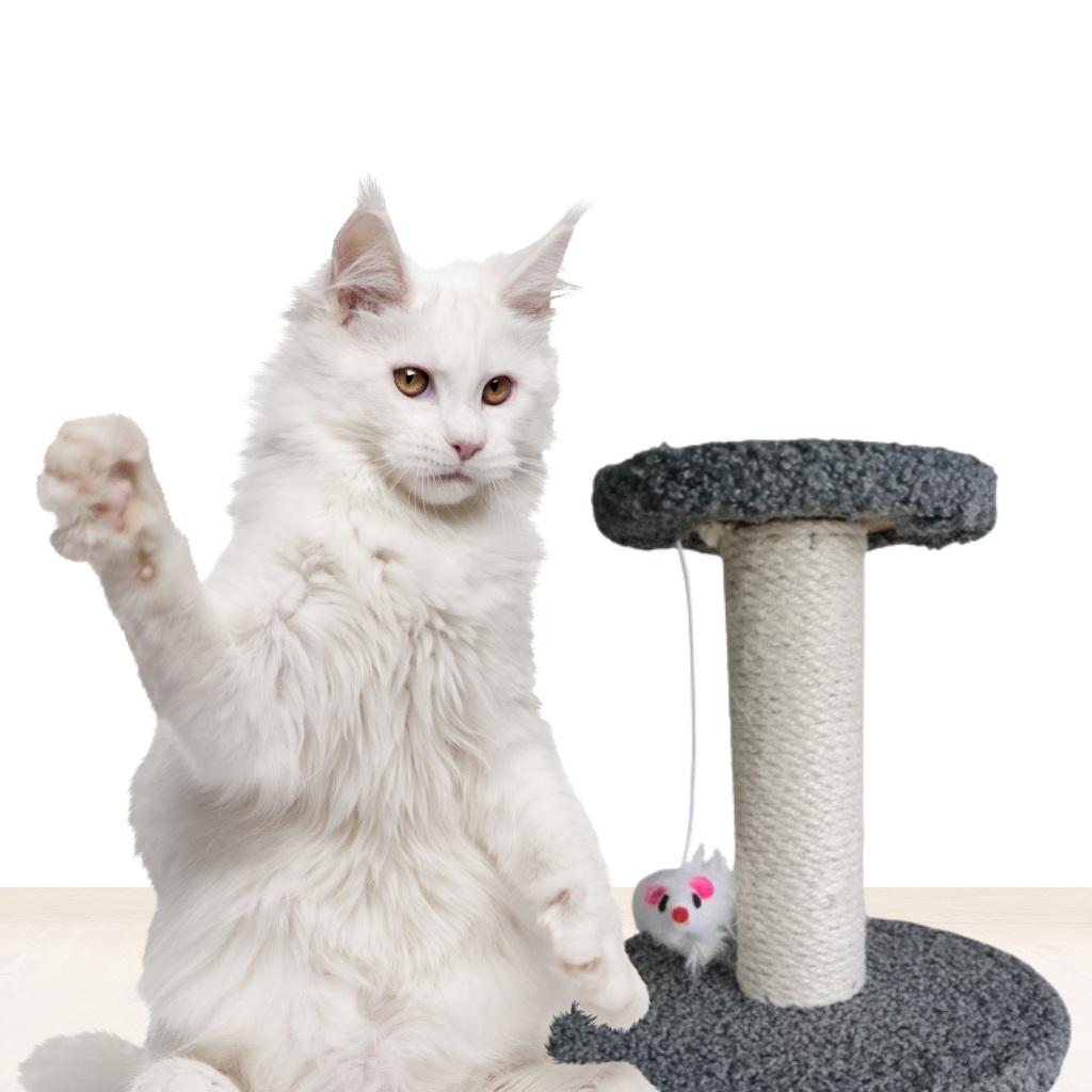 Arranhador Para Gato Poste Sisal Com Brinquedo Duplo Mini De Mesa Nicho em Oferta na Shopee