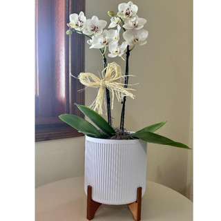 Vaso Cachepot Decorativo Com Suporte Para Plantas Artificiais e Naturais