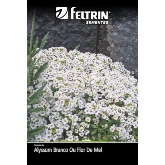 Sementes de Alyssum Branco Flor de Mel 1 envelope com 700 Sementes em Oferta na Shopee
