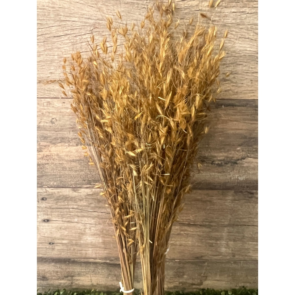 Capim dourado Capim Ouro, Seco e Desidratado,Flor Seca Decoração Mesa