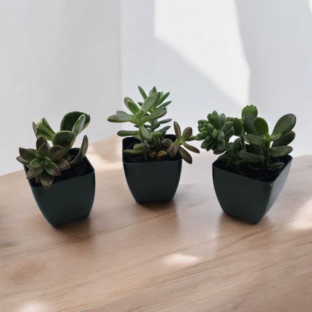Kit com 3 Míni Vasos Cachepot Plástico Verde Escuro ideal para Suculentas e Cactos e Criar lembrancinhas