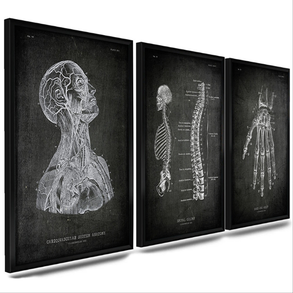 kit com 3 quadro decorativo moldura emoldurado - Anatomia humana cranio coluna mão desenho consultorio e sala com vidro