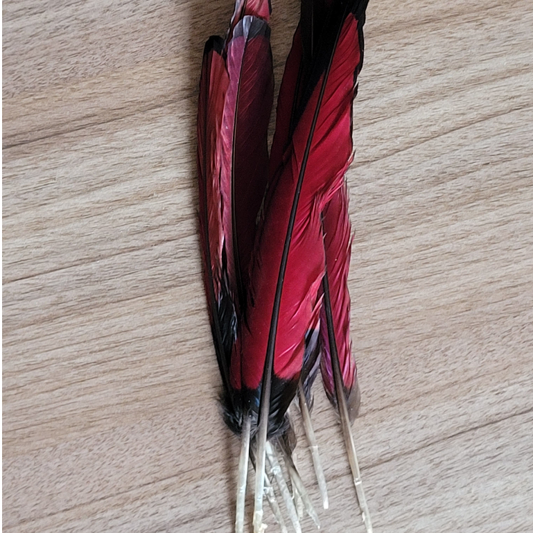 Pena Aluko – Símbolo de Riqueza e Prosperidade Espiritual (1 Unidade) em Oferta na Shopee