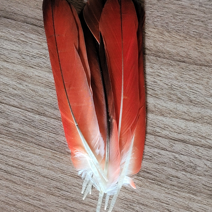 Pena de Pássaro Ekodide Acodide Africano Para Ritual Candomblé e Espiritualidade (1 Unidade) em Oferta na Shopee