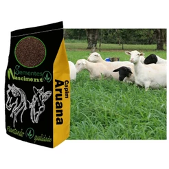 5kg Sementes de capim aruana para formar pastagem forragem de qualidade e resistente a condições climáticas