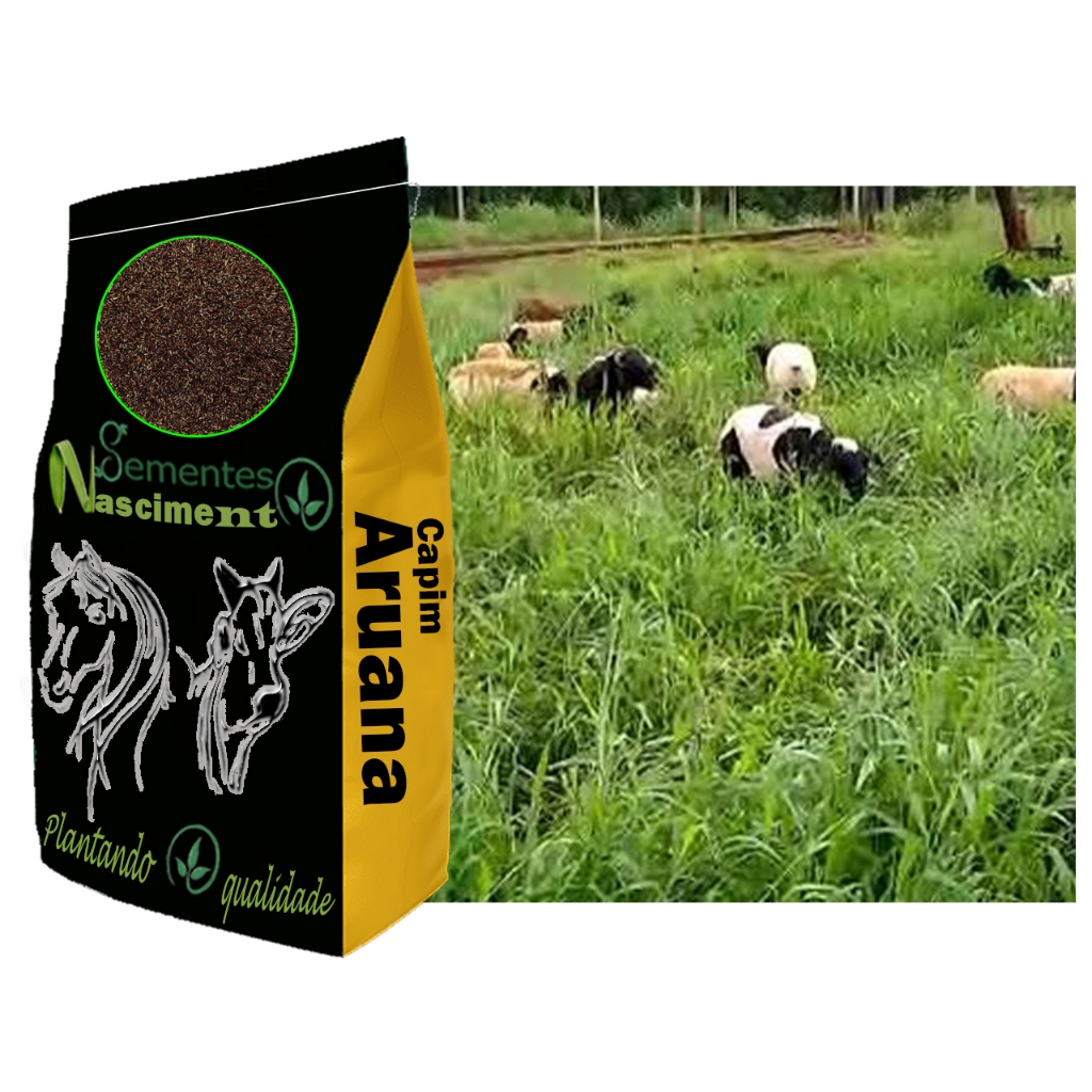 5kg Sementes de capim aruana para formar pastagem forragem de qualidade e resistente a condições climáticas — imagem 2 de 2