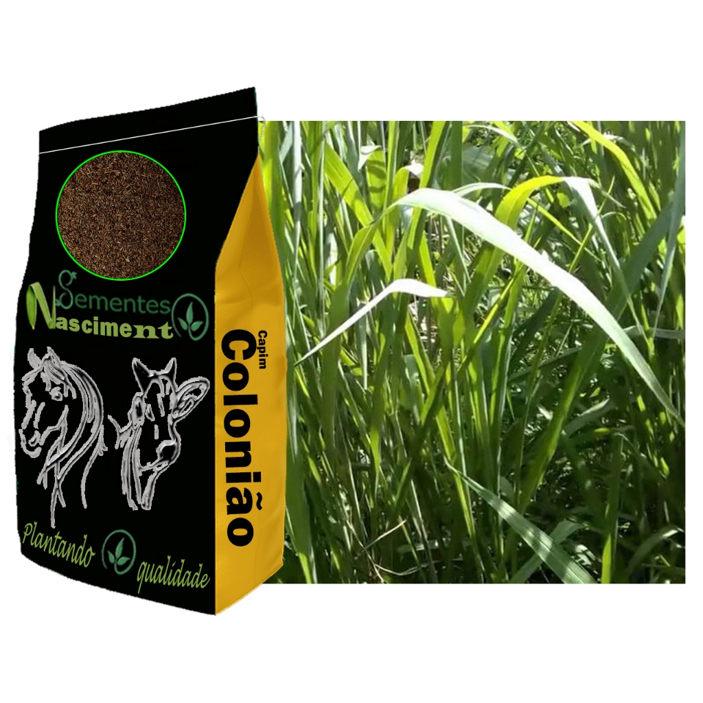 5kg Sementes de capim colonião resistente a seca em Oferta na Shopee
