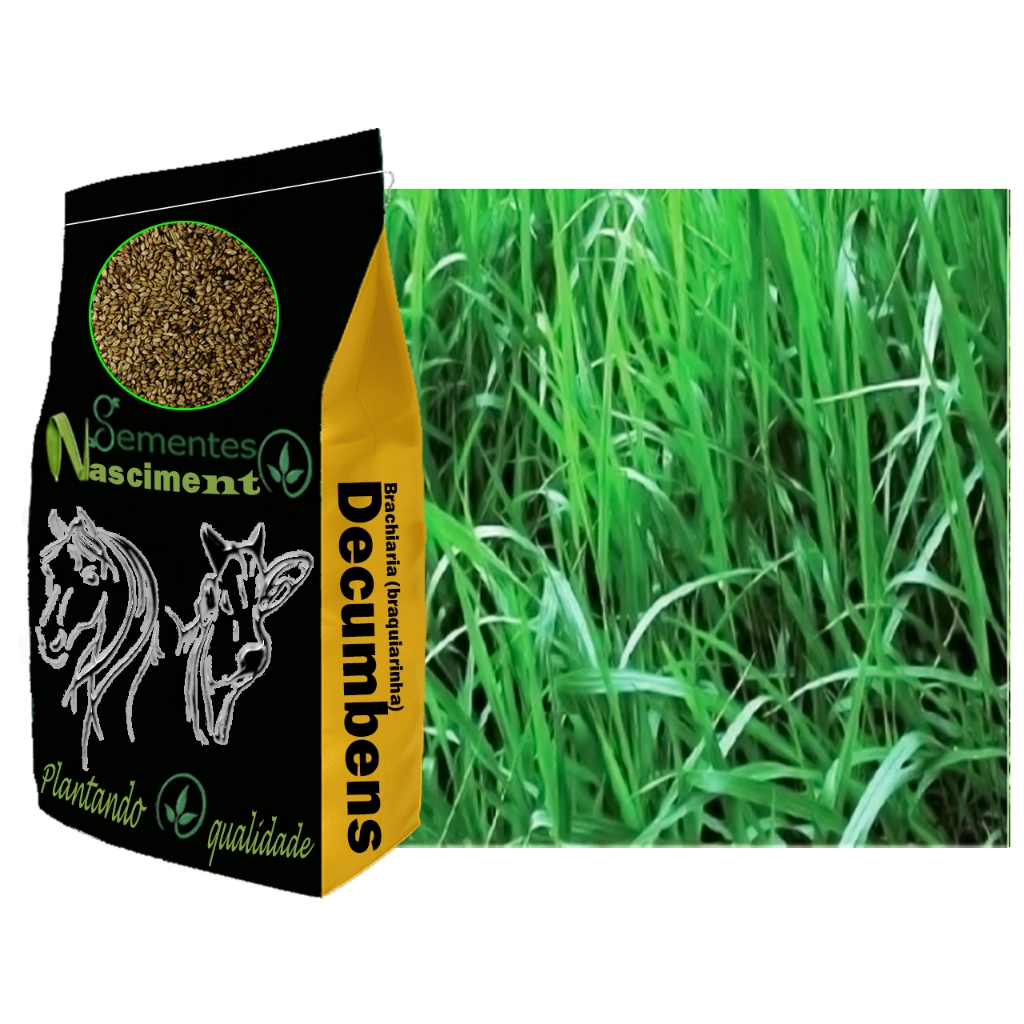 Brachiaria Decumbens: Onde Comprar | BuscaProdutos