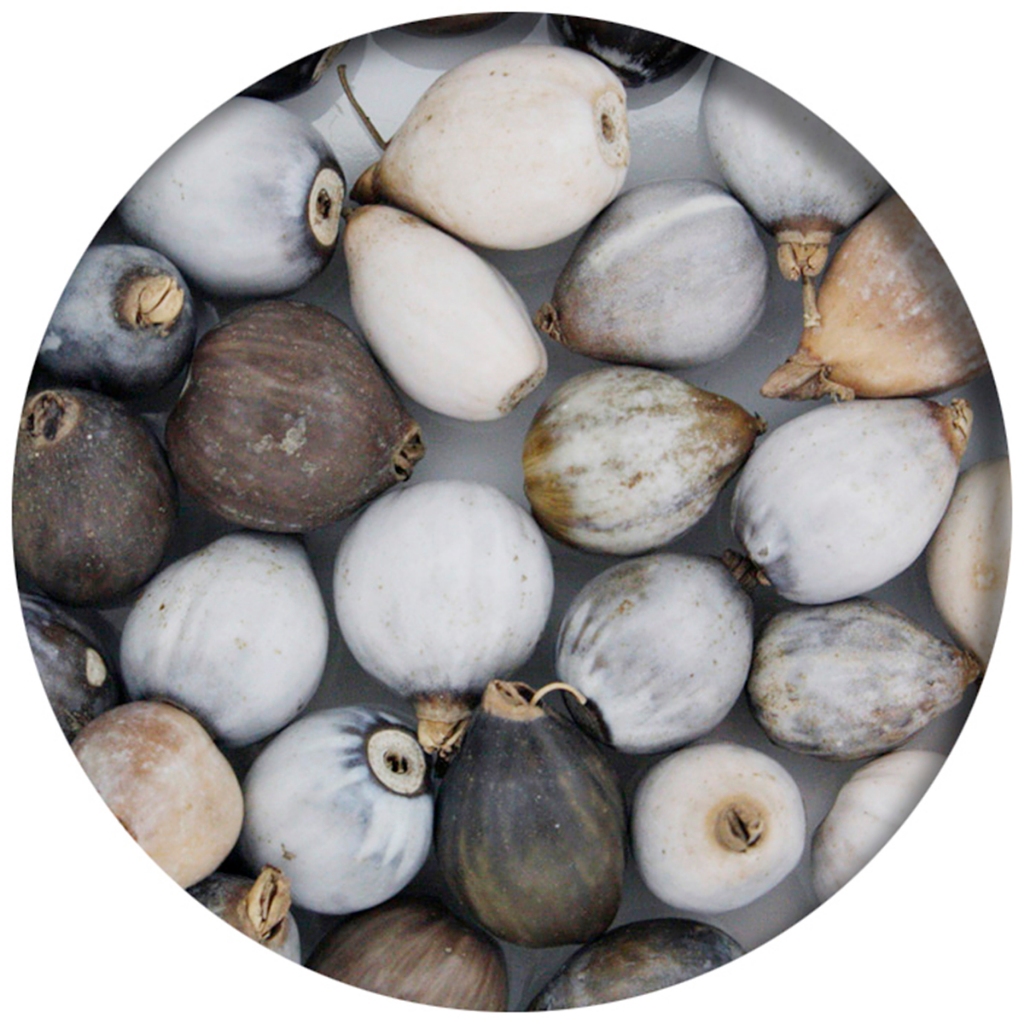 100 Peças Contas Semente Lagrima de Nossa Senhora em Oferta na Shopee