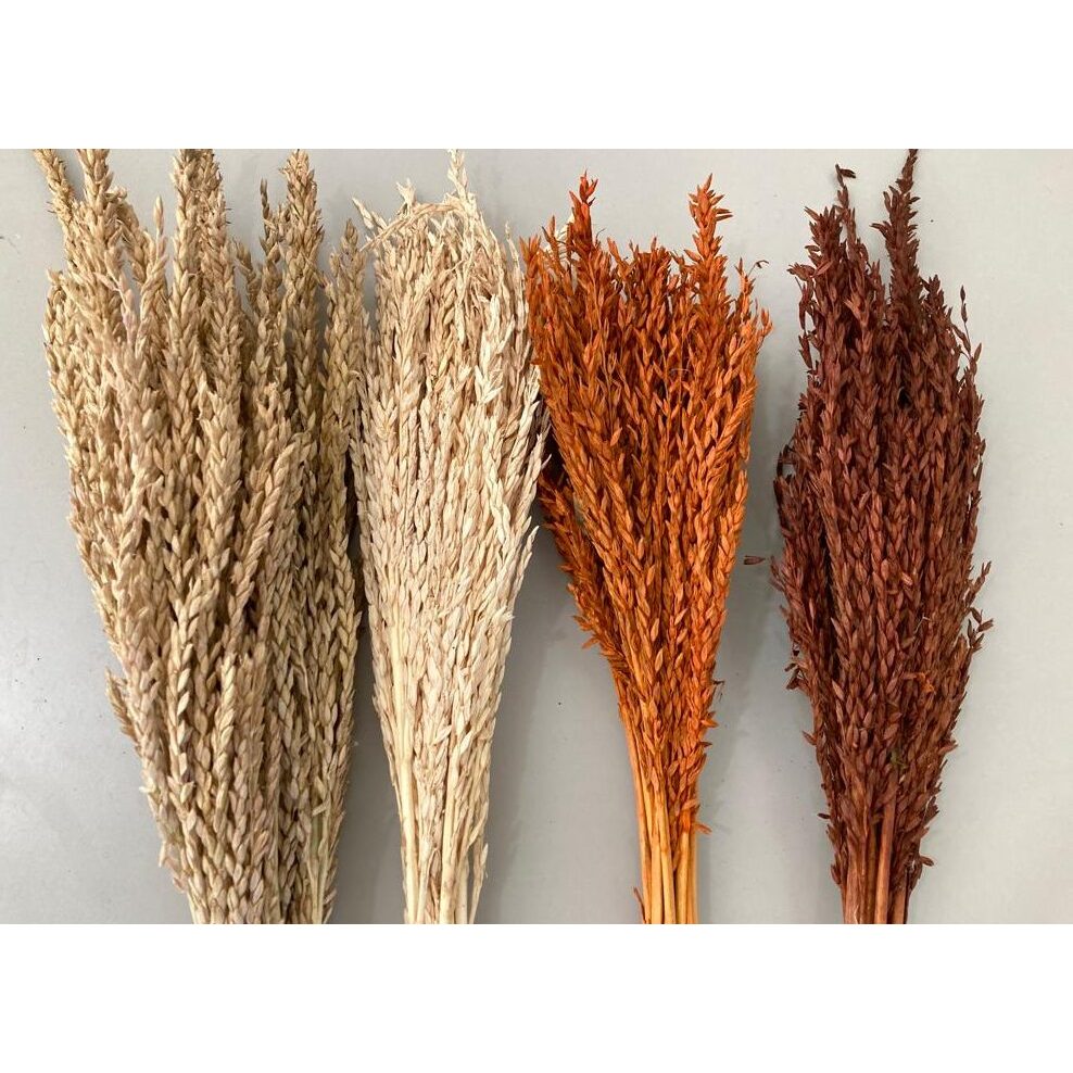 Capim desidratado Flor de Milho Buque, Aranjo Decoração Festas e Casamentos em Oferta na Shopee