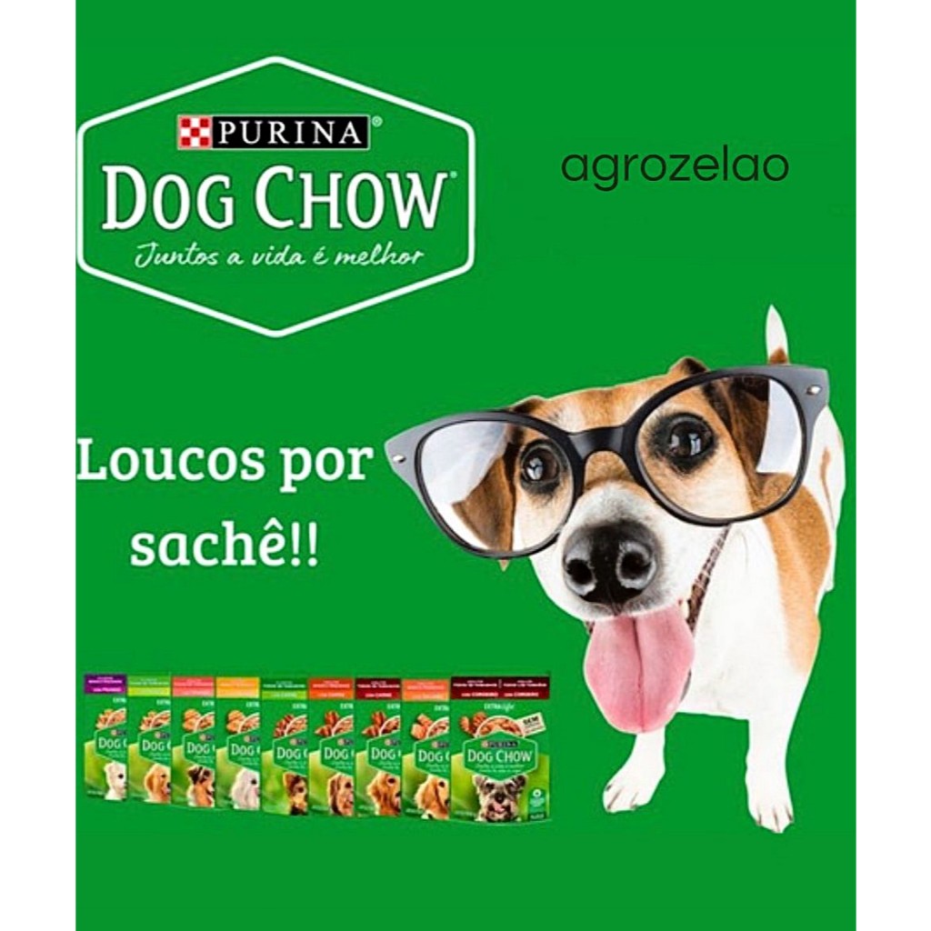 Cão Chow Chow: Guia Completo e Onde Comprar | BuscaProdutos