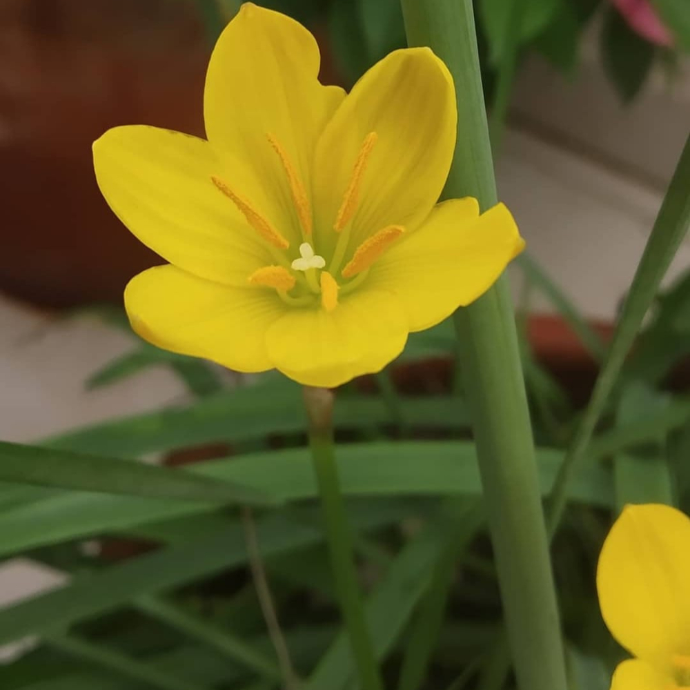 Junquilho Flor: Guia Completo e Onde Comprar | BuscaProdutos