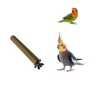 Poleiro Simples de Pinus com Fixador para Agapornis Calopsita Canário Diamante Periquito Ring Neck em Oferta na Shopee