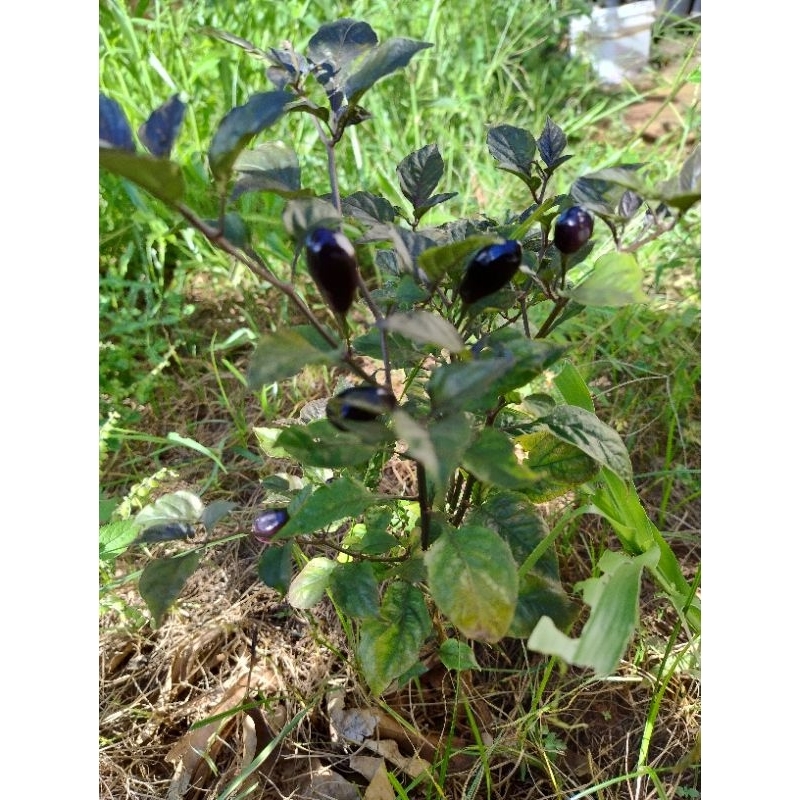 O que é Pimenta Baiana Roxa? Guia e Onde Comprar | BuscaProdutos