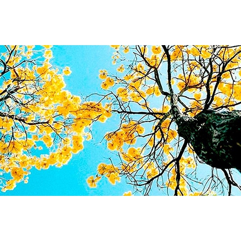 Sementes de Ipê Amarelo Cascudo