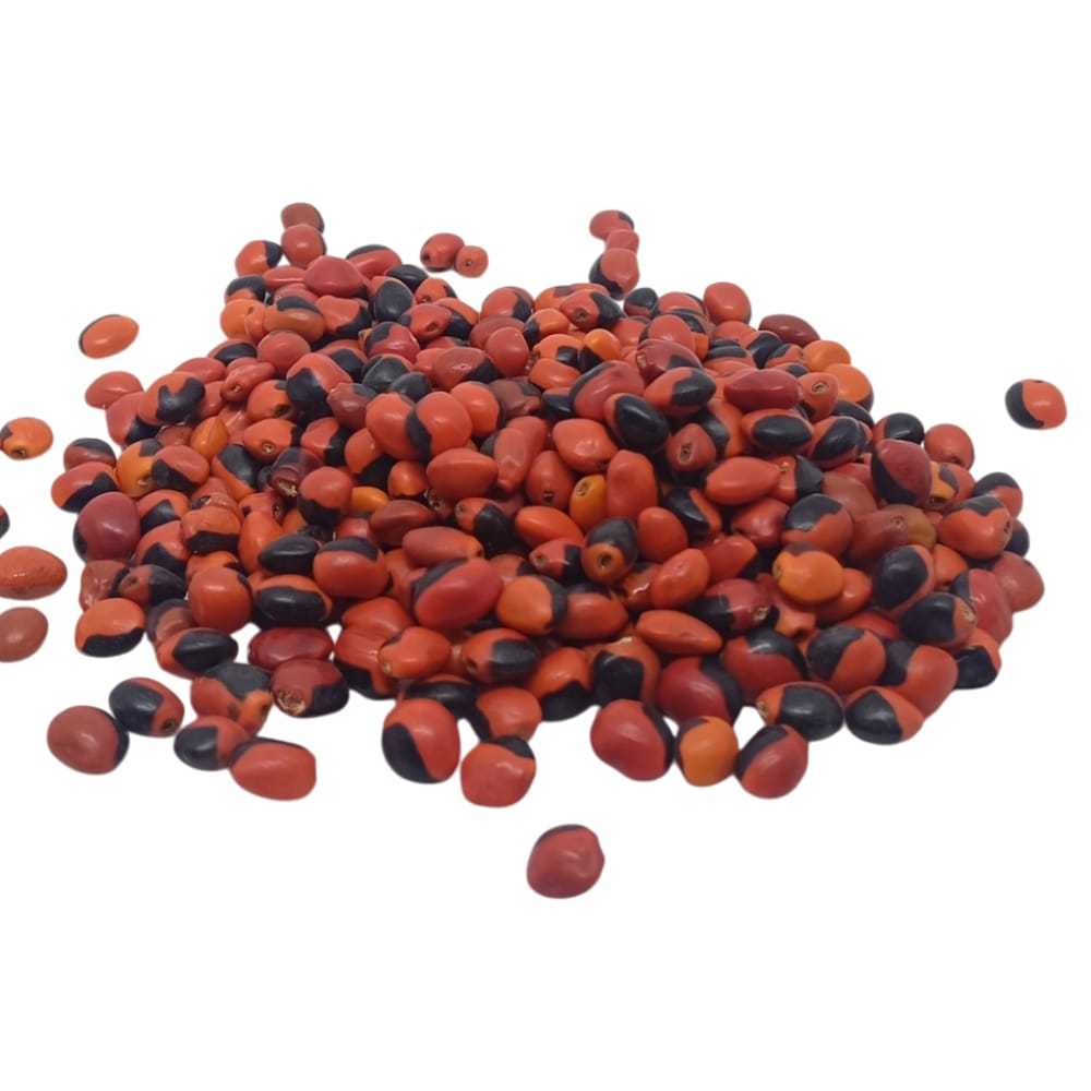 Semente Olho De Cabra Natural Sem Furo Unidade. em Oferta na Shopee