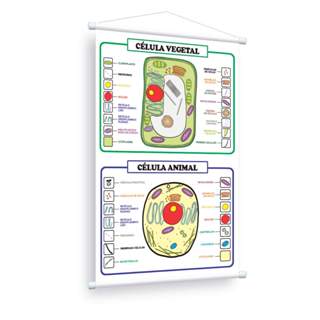 Banner pedagógico célula animal e vegetal educativo escolar em Oferta na Shopee