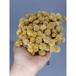 Flor espeta nariz ,200 flores secas,flor desidratada.