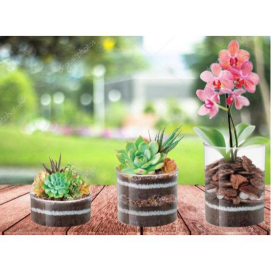 Vaso Redondo Cristal Para Orquídeas Suculentas Bambu da Sorte Decoração Arranjo Casa Festas