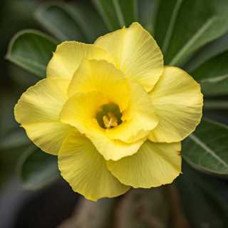 5 Sementes de rosa do deserto amarela tripla rara em Oferta na Shopee