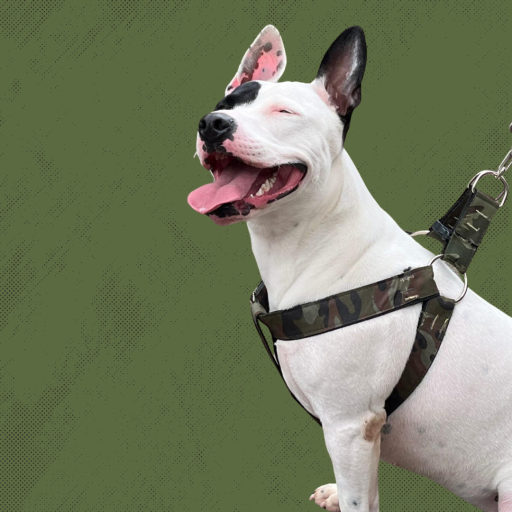 Peitoral Ajustável Guia Para Cães Reforçada Pitbull Labrador Golden Border Collie Pastor-Alemão