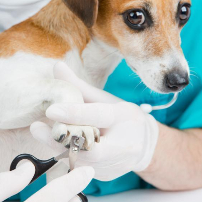 1Pc  Maquina Para Tosar/ Tesoura De Unha Pet Profissional Promoção