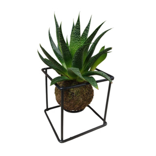Suporte cubo Mini p/ kokedama 10x10x10cm em Oferta na Shopee