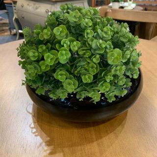Planta Artificial de Mini Suculenta Realista Picks para Decoração de Arranjos com Flores Artificiais em Oferta na Shopee