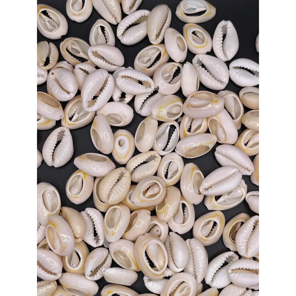 Búzio Natural Cortado para Artesanato - 100 peças  PEQUENOS 1,5 MM A 1,6 MM