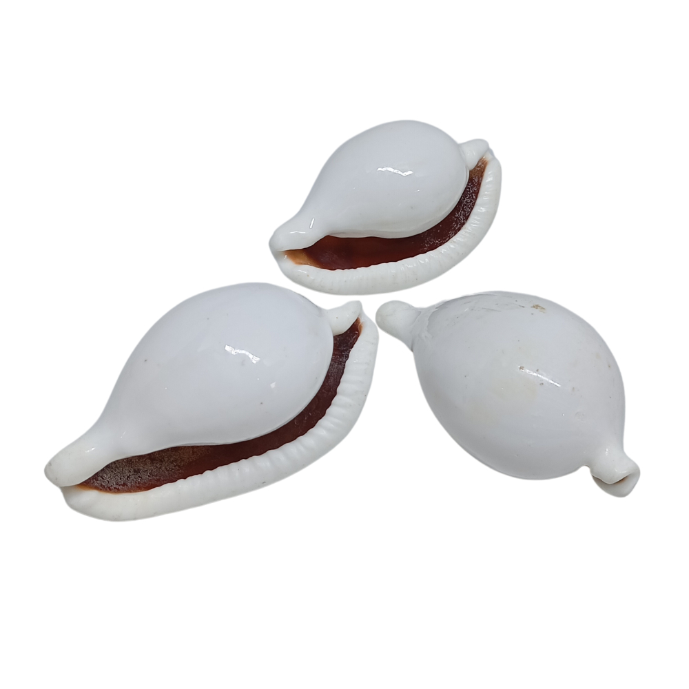 Búzios Age Tiger Africano Branco  Umbanda Candomblé em Oferta na Shopee