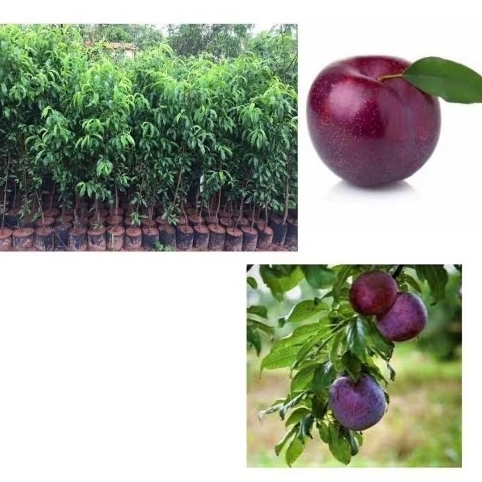 10 Pcs sementes fruto ameixa rebennel jardins