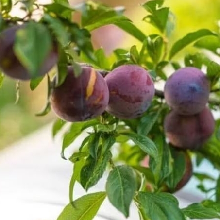 10 Sementes fruto Ameixa roxo Ornamentais