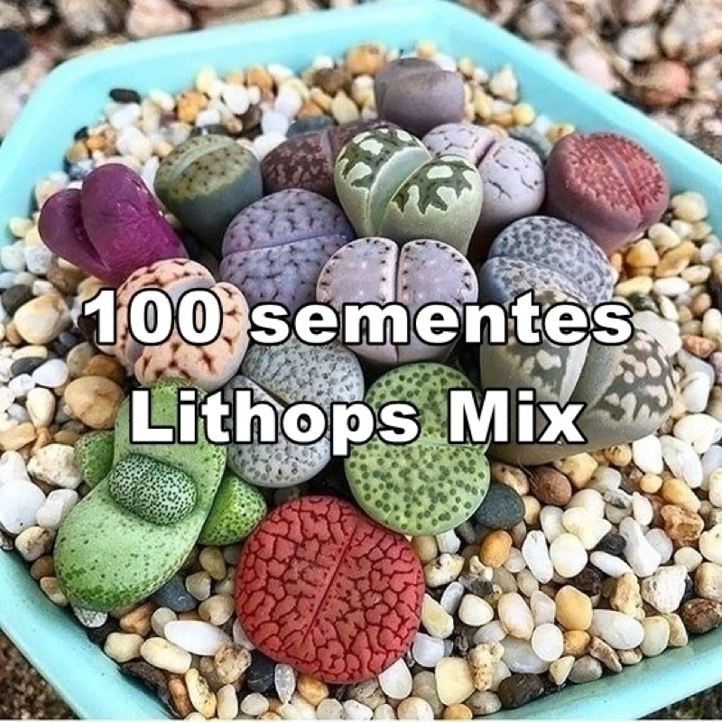 Lithops Mix | Pacote com 100 Sementes | Cactos Suculenta Pedra Viva