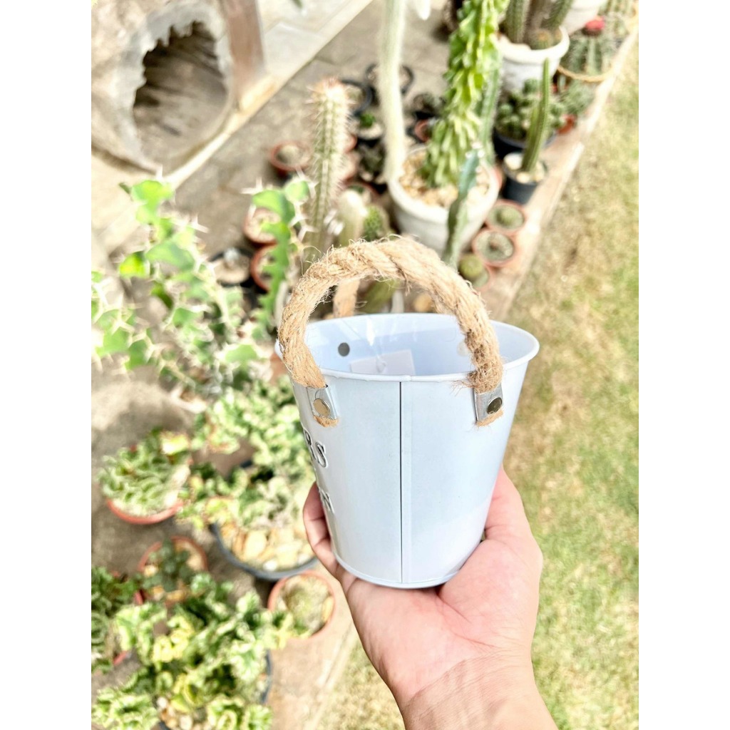 1 Vasinho Para Plantas Naturais E Artificiais Decoração Casa