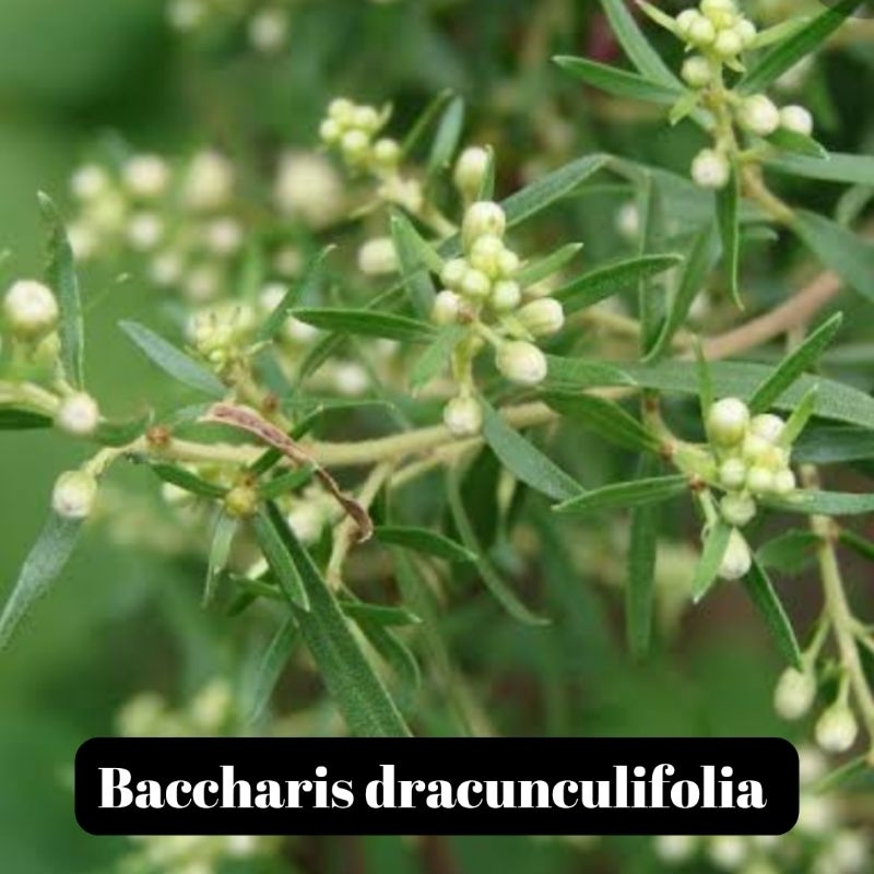 Baccharis Dracunculifolia: Onde Comprar | BuscaProdutos