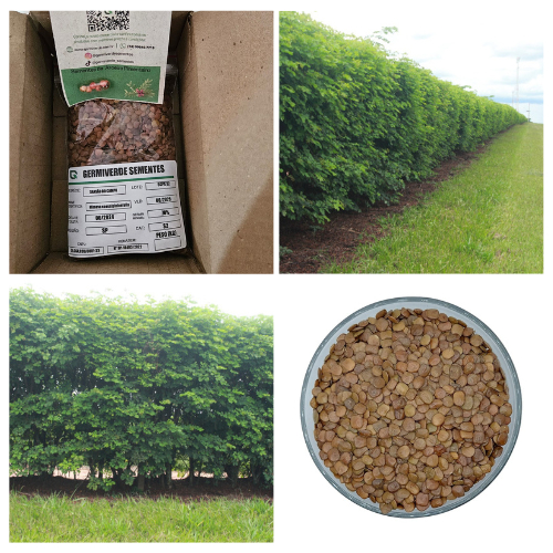 1.000 Semente De Sansão Do Campo Para Cerca Viva (sabiá)