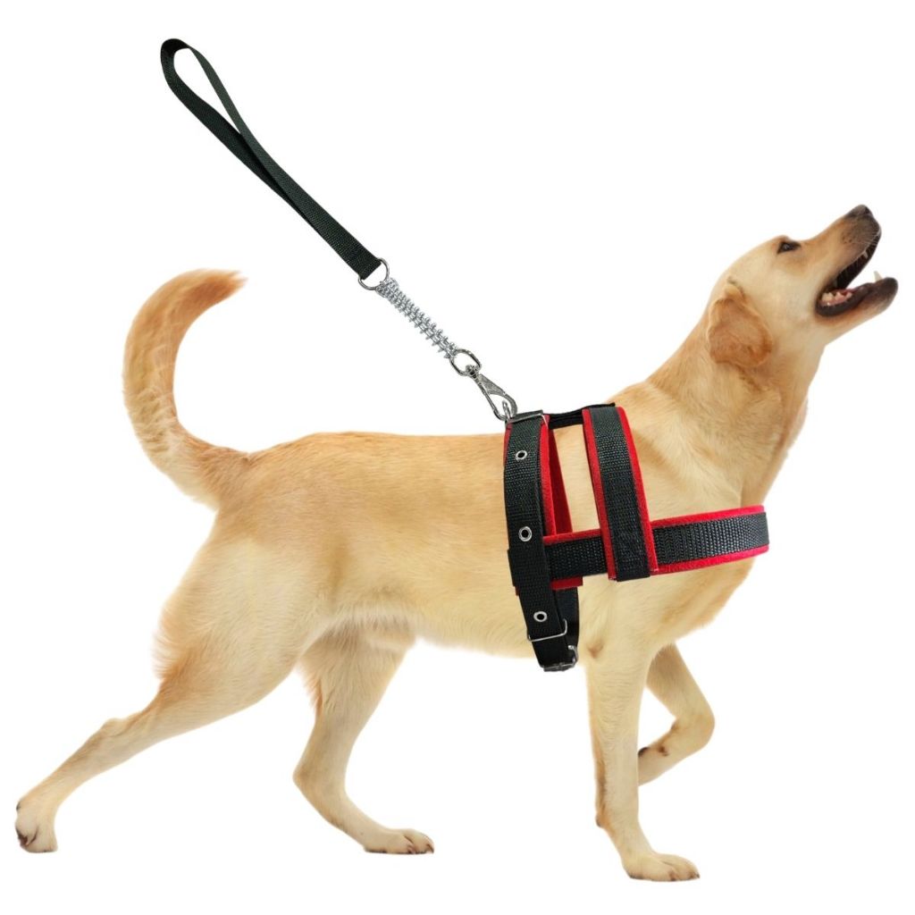 Guia Passeio Cachorro Grande: Onde Comprar | BuscaProdutos