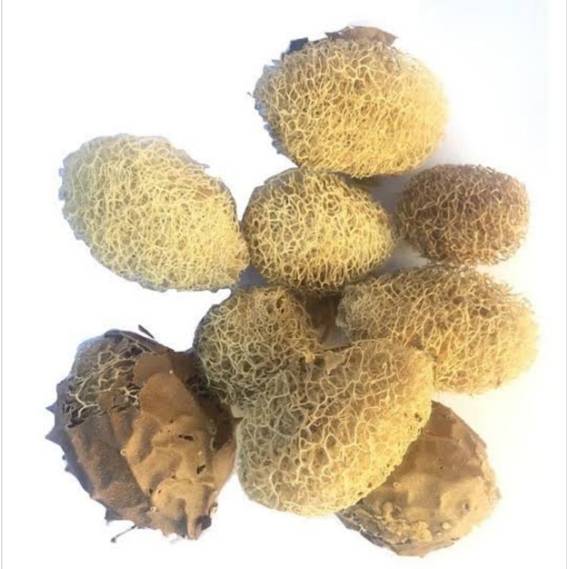 Buchinha do Norte Cabacinha: Onde Comprar | BuscaProdutos