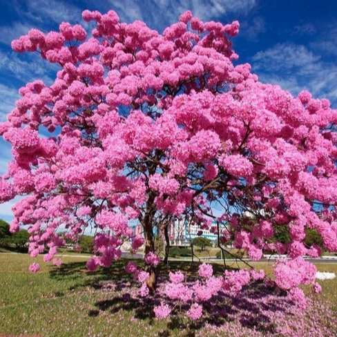 30 Sementes Ipe/Ype Rosa