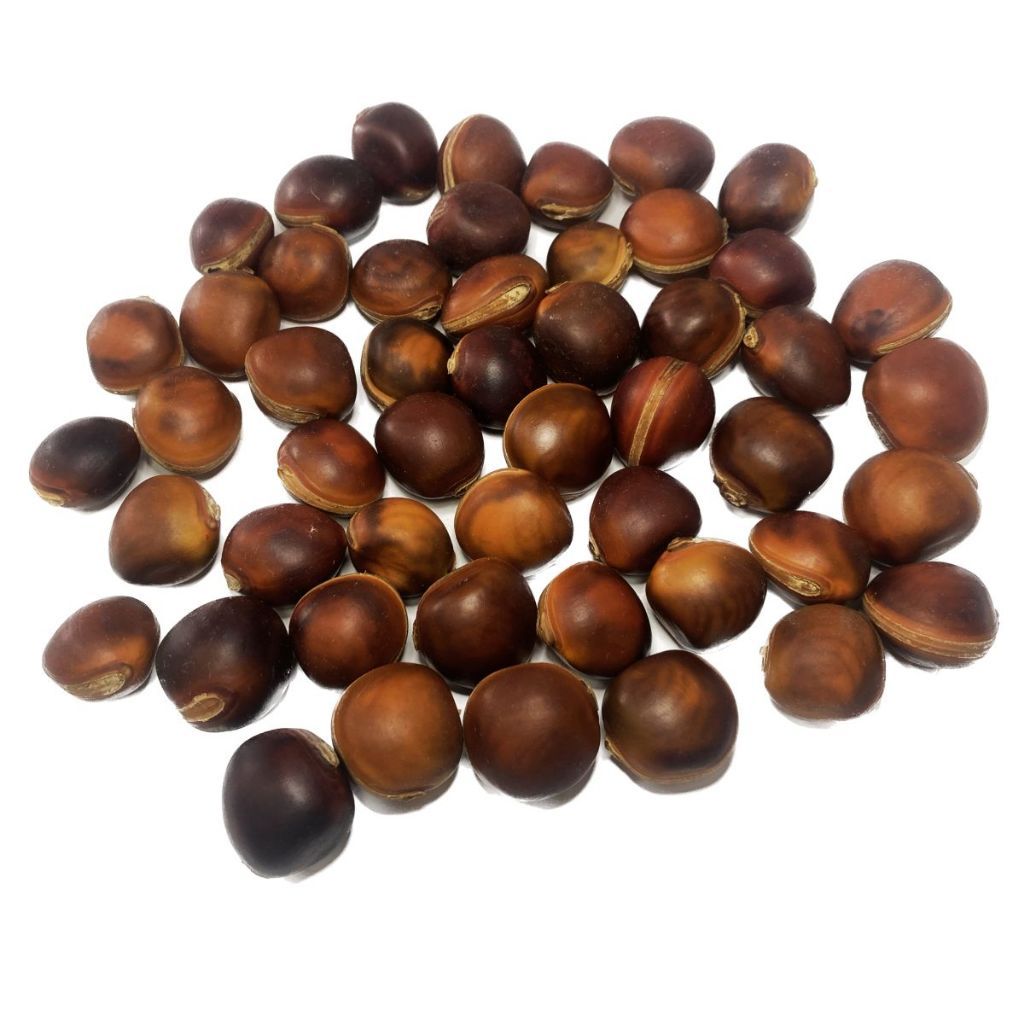 Kit 100 Sementes Olho De Boi Amuleto Natural Sem Furo Mucunã Umbanda/Candomblé em Oferta na Shopee