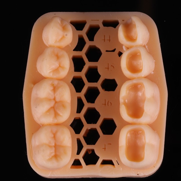 modelo de treino- anatomia oclusal- treino resina arcada lado direito inferior, região 4 em Oferta na Shopee