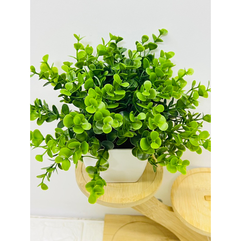 folha com vaso quadrado 15cm em Oferta na Shopee